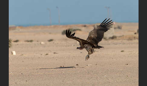 Ohrengeier (Aegypius tracheliotus)