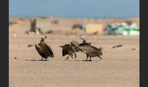 Ohrengeier (Aegypius tracheliotus)