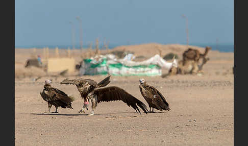 Ohrengeier (Aegypius tracheliotus)