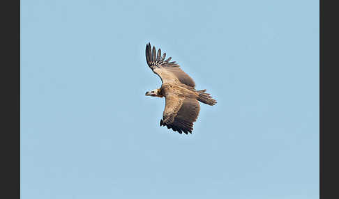 Ohrengeier (Aegypius tracheliotus)