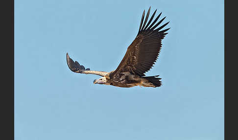 Ohrengeier (Aegypius tracheliotus)