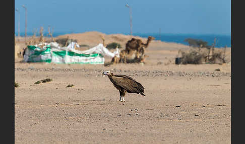 Ohrengeier (Aegypius tracheliotus)