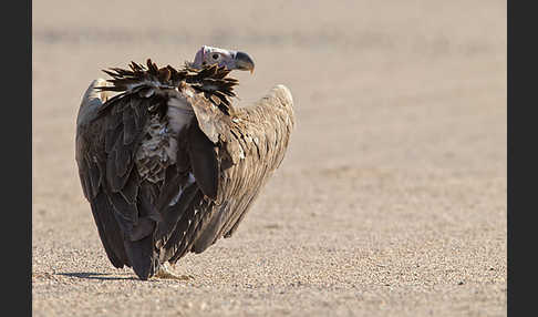 Ohrengeier (Aegypius tracheliotus)