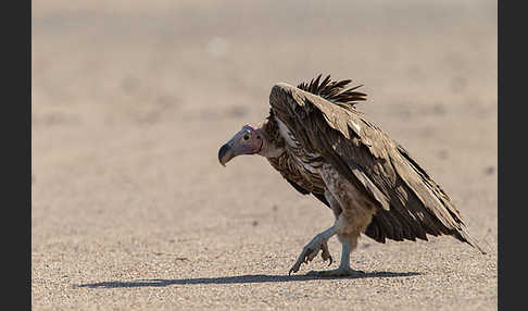 Ohrengeier (Aegypius tracheliotus)