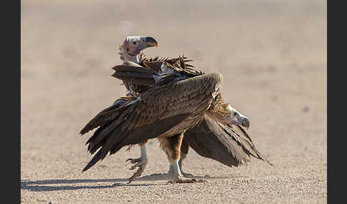 Ohrengeier (Aegypius tracheliotus)