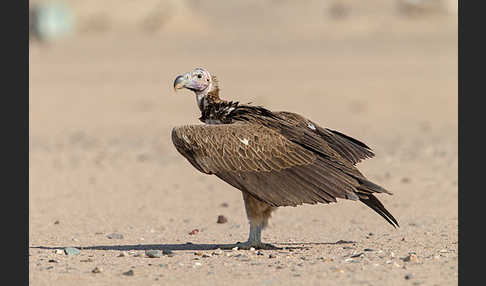 Ohrengeier (Aegypius tracheliotus)