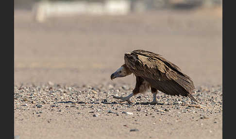 Ohrengeier (Aegypius tracheliotus)