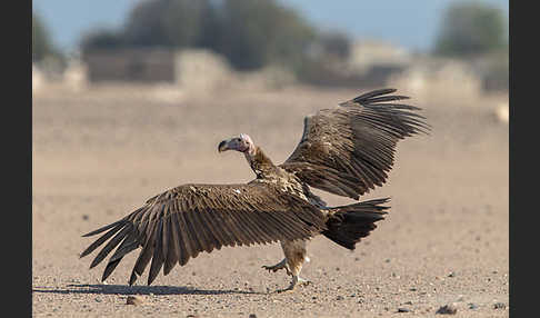 Ohrengeier (Aegypius tracheliotus)