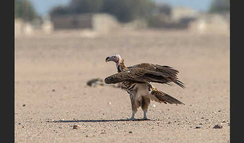 Ohrengeier (Aegypius tracheliotus)