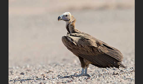 Ohrengeier (Aegypius tracheliotus)