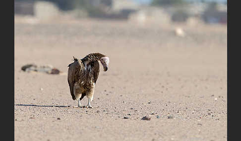 Ohrengeier (Aegypius tracheliotus)