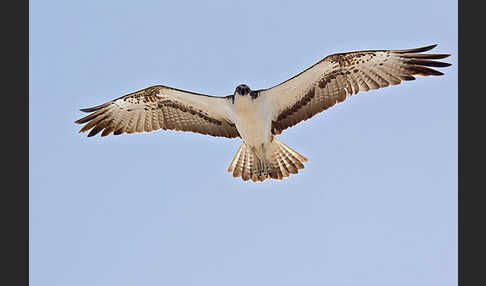 Fischadler (Pandion haliaetus)