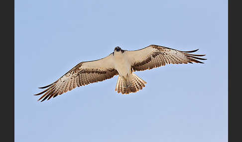 Fischadler (Pandion haliaetus)