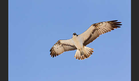 Fischadler (Pandion haliaetus)