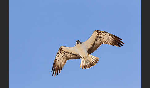 Fischadler (Pandion haliaetus)