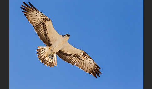 Fischadler (Pandion haliaetus)