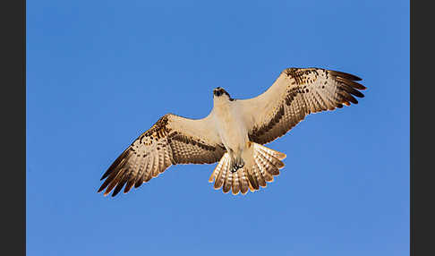 Fischadler (Pandion haliaetus)