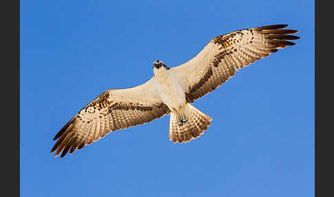 Fischadler (Pandion haliaetus)