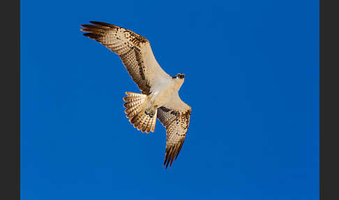 Fischadler (Pandion haliaetus)