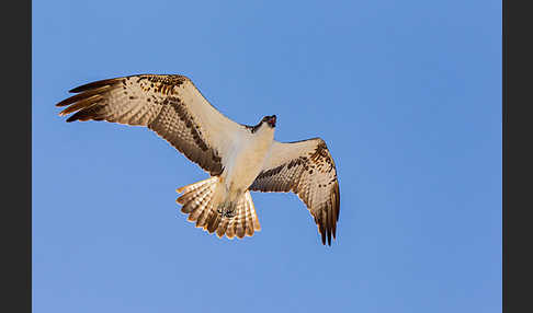 Fischadler (Pandion haliaetus)