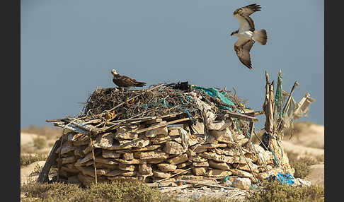 Fischadler (Pandion haliaetus)