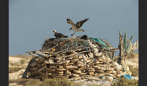 Fischadler (Pandion haliaetus)