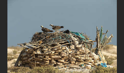 Fischadler (Pandion haliaetus)