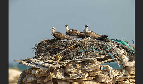 Fischadler (Pandion haliaetus)