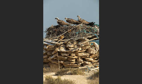 Fischadler (Pandion haliaetus)