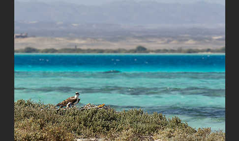 Fischadler (Pandion haliaetus)