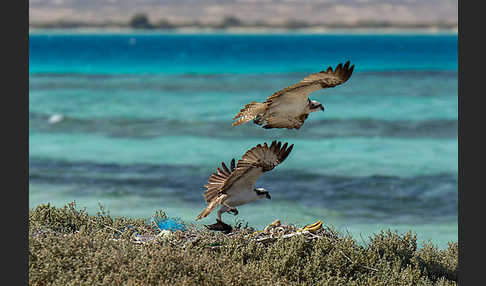 Fischadler (Pandion haliaetus)