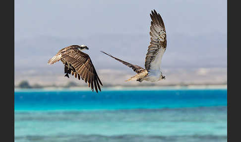 Fischadler (Pandion haliaetus)