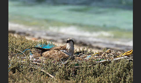 Fischadler (Pandion haliaetus)
