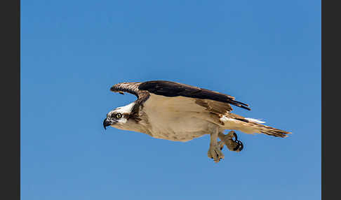 Fischadler (Pandion haliaetus)