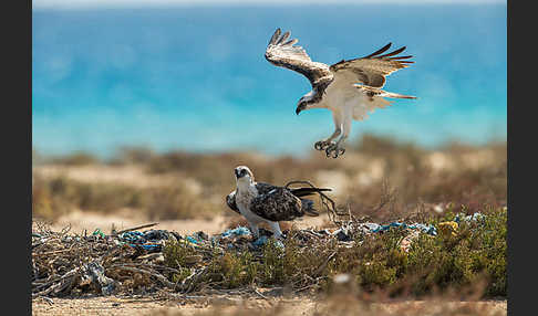 Fischadler (Pandion haliaetus)