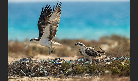 Fischadler (Pandion haliaetus)