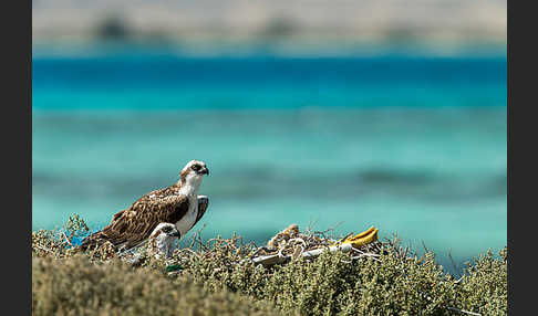 Fischadler (Pandion haliaetus)