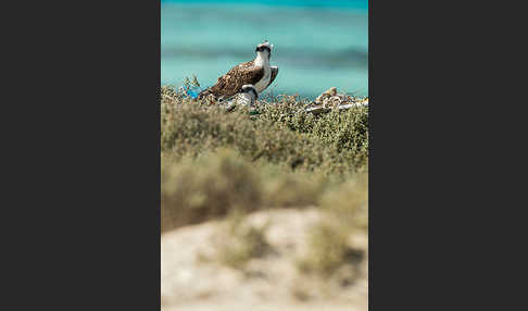 Fischadler (Pandion haliaetus)