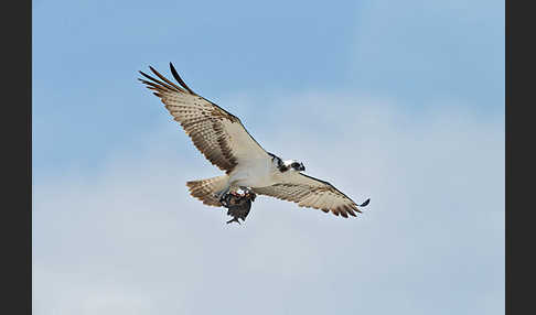 Fischadler (Pandion haliaetus)