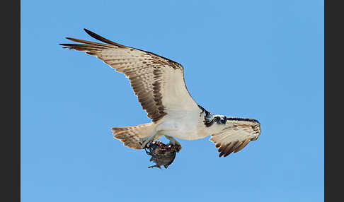 Fischadler (Pandion haliaetus)