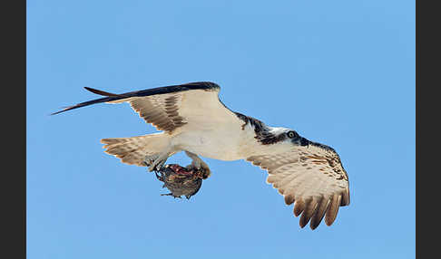 Fischadler (Pandion haliaetus)