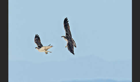 Fischadler (Pandion haliaetus)