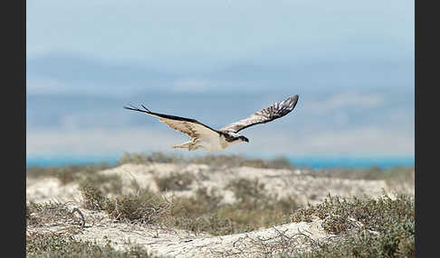 Fischadler (Pandion haliaetus)