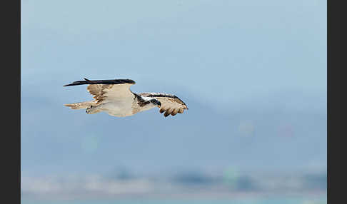 Fischadler (Pandion haliaetus)