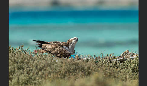 Fischadler (Pandion haliaetus)