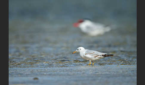 Dünnschnabelmöwe (Larus genei)