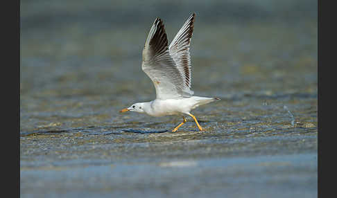 Dünnschnabelmöwe (Larus genei)