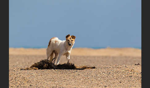 Aegypten (Egypt)