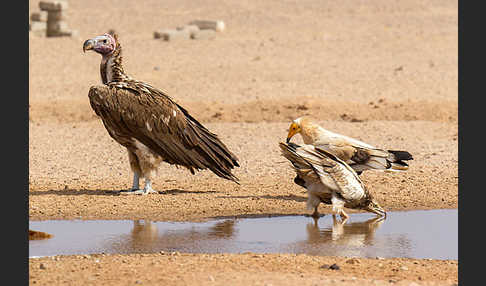 Schmutzgeier (Neophron percnopterus)