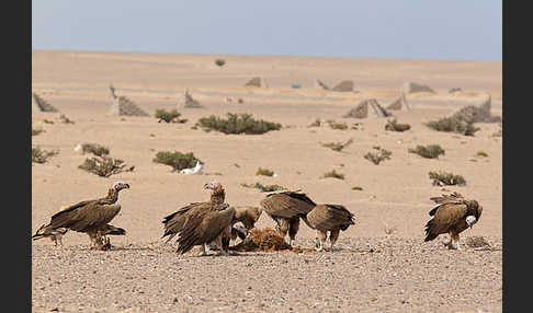 Ohrengeier (Aegypius tracheliotus)